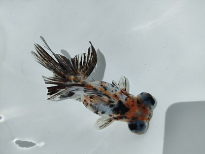 生体加藤産桜錦弐歳魚約7センチ（1匹）らんちゅう/金魚/江戸錦/変わりらんちゅう/きんぎょ/国産金魚【金魚小屋-希-福岡】