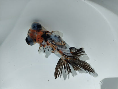 生体加藤産桜錦弐歳魚約7センチ（1匹）らんちゅう/金魚/江戸錦/変わりらんちゅう/きんぎょ/国産金魚【金魚小屋-希-福岡】