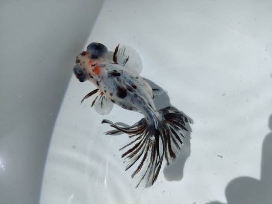 生体加藤産桜錦弐歳魚約7センチ（1匹）らんちゅう/金魚/江戸錦/変わりらんちゅう/きんぎょ/国産金魚【金魚小屋-希-福岡】