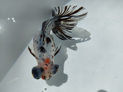 生体加藤産桜錦弐歳魚約7センチ（1匹）らんちゅう/金魚/江戸錦/変わりらんちゅう/きんぎょ/国産金魚【金魚小屋-希-福岡】