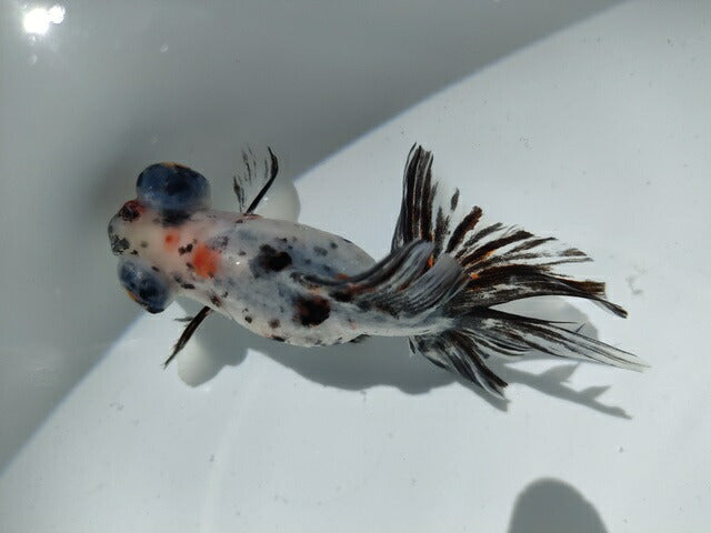 生体加藤産桜錦弐歳魚約7センチ（1匹）らんちゅう/金魚/江戸錦/変わりらんちゅう/きんぎょ/国産金魚【金魚小屋-希-福岡】