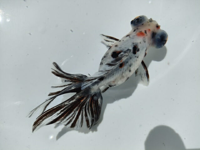 生体加藤産桜錦弐歳魚約7センチ（1匹）らんちゅう/金魚/江戸錦/変わりらんちゅう/きんぎょ/国産金魚【金魚小屋-希-福岡】