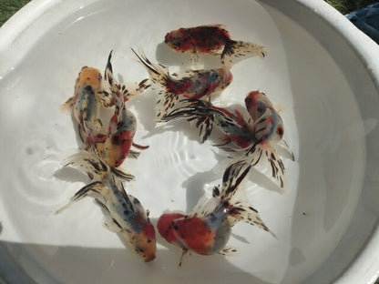 生体加藤産桜錦弐歳魚約7センチ（1匹）らんちゅう/金魚/江戸錦/変わりらんちゅう/きんぎょ/国産金魚【金魚小屋-希-福岡】