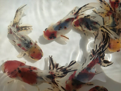 生体加藤産桜錦弐歳魚約7センチ（1匹）らんちゅう/金魚/江戸錦/変わりらんちゅう/きんぎょ/国産金魚【金魚小屋-希-福岡】