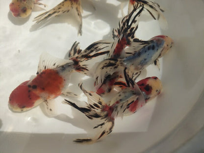 生体加藤産桜錦弐歳魚約7センチ（1匹）らんちゅう/金魚/江戸錦/変わりらんちゅう/きんぎょ/国産金魚【金魚小屋-希-福岡】