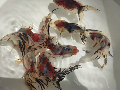 生体加藤産桜錦弐歳魚約7センチ（1匹）らんちゅう/金魚/江戸錦/変わりらんちゅう/きんぎょ/国産金魚【金魚小屋-希-福岡】