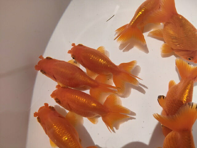 生体加藤産桜錦弐歳魚約7センチ（1匹）らんちゅう/金魚/江戸錦/変わりらんちゅう/きんぎょ/国産金魚【金魚小屋-希-福岡】