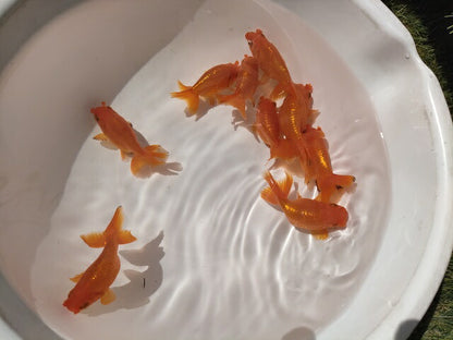 生体加藤産桜錦弐歳魚約7センチ（1匹）らんちゅう/金魚/江戸錦/変わりらんちゅう/きんぎょ/国産金魚【金魚小屋-希-福岡】