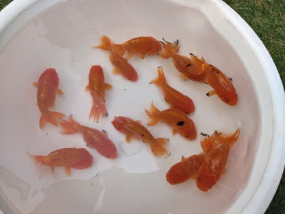 生体加藤産桜錦弐歳魚約7センチ（1匹）らんちゅう/金魚/江戸錦/変わりらんちゅう/きんぎょ/国産金魚【金魚小屋-希-福岡】