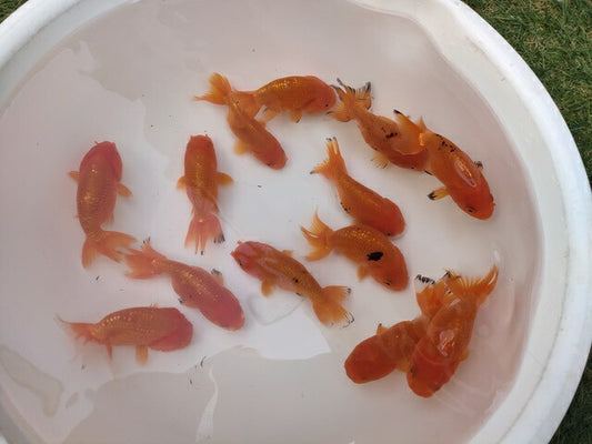 生体加藤産桜錦弐歳魚約7センチ（1匹）らんちゅう/金魚/江戸錦/変わりらんちゅう/きんぎょ/国産金魚【金魚小屋-希-福岡】