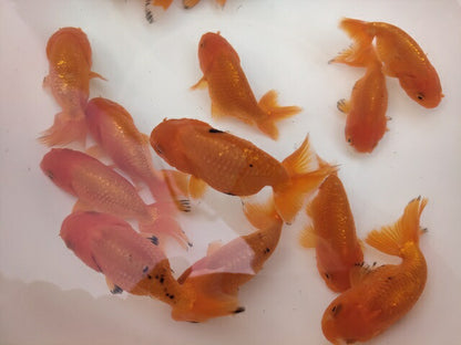 生体加藤産桜錦弐歳魚約7センチ（1匹）らんちゅう/金魚/江戸錦/変わりらんちゅう/きんぎょ/国産金魚【金魚小屋-希-福岡】