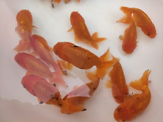 生体加藤産桜錦弐歳魚約7センチ（1匹）らんちゅう/金魚/江戸錦/変わりらんちゅう/きんぎょ/国産金魚【金魚小屋-希-福岡】