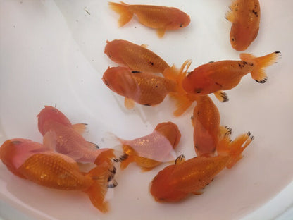 生体加藤産桜錦弐歳魚約7センチ（1匹）らんちゅう/金魚/江戸錦/変わりらんちゅう/きんぎょ/国産金魚【金魚小屋-希-福岡】