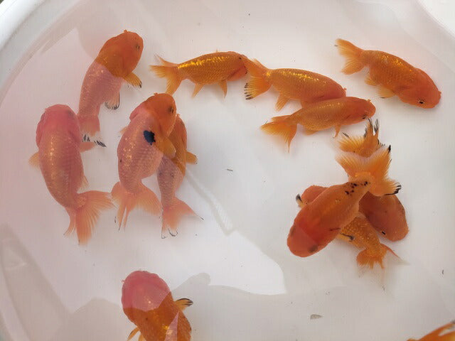 生体加藤産桜錦弐歳魚約7センチ（1匹）らんちゅう/金魚/江戸錦/変わりらんちゅう/きんぎょ/国産金魚【金魚小屋-希-福岡】
