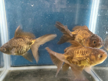 生体加藤産桜錦弐歳魚約7センチ（1匹）らんちゅう/金魚/江戸錦/変わりらんちゅう/きんぎょ/国産金魚【金魚小屋-希-福岡】