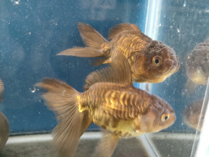 生体加藤産桜錦弐歳魚約7センチ（1匹）らんちゅう/金魚/江戸錦/変わりらんちゅう/きんぎょ/国産金魚【金魚小屋-希-福岡】