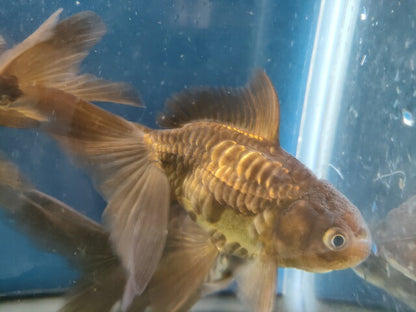 生体加藤産桜錦弐歳魚約7センチ（1匹）らんちゅう/金魚/江戸錦/変わりらんちゅう/きんぎょ/国産金魚【金魚小屋-希-福岡】