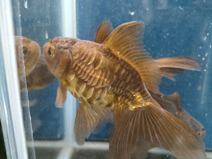 生体加藤産桜錦弐歳魚約7センチ（1匹）らんちゅう/金魚/江戸錦/変わりらんちゅう/きんぎょ/国産金魚【金魚小屋-希-福岡】