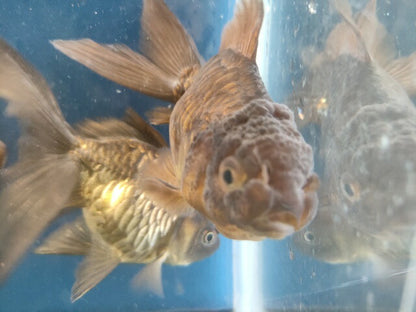 生体 志村産ドラゴンスケールオランダ 11～12センチ（1匹）金魚/東錦/ローズテール/きんぎょ/国産金魚【金魚小屋-希-福岡】
