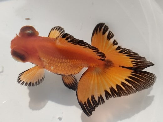 生体加藤産桜錦弐歳魚約7センチ（1匹）らんちゅう/金魚/江戸錦/変わりらんちゅう/きんぎょ/国産金魚【金魚小屋-希-福岡】