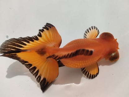 生体加藤産桜錦弐歳魚約7センチ（1匹）らんちゅう/金魚/江戸錦/変わりらんちゅう/きんぎょ/国産金魚【金魚小屋-希-福岡】
