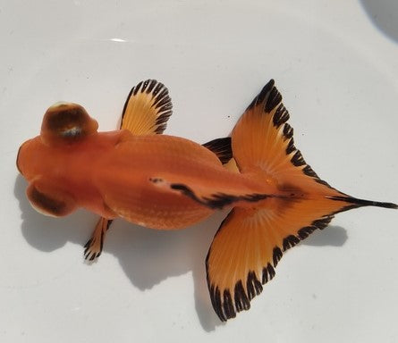 生体加藤産桜錦弐歳魚約7センチ（1匹）らんちゅう/金魚/江戸錦/変わりらんちゅう/きんぎょ/国産金魚【金魚小屋-希-福岡】