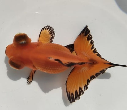 生体加藤産桜錦弐歳魚約7センチ（1匹）らんちゅう/金魚/江戸錦/変わりらんちゅう/きんぎょ/国産金魚【金魚小屋-希-福岡】