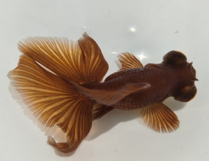 生体加藤産桜錦弐歳魚約7センチ（1匹）らんちゅう/金魚/江戸錦/変わりらんちゅう/きんぎょ/国産金魚【金魚小屋-希-福岡】