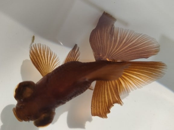生体加藤産桜錦弐歳魚約7センチ（1匹）らんちゅう/金魚/江戸錦/変わりらんちゅう/きんぎょ/国産金魚【金魚小屋-希-福岡】
