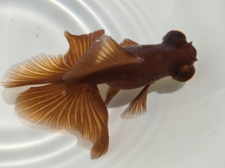 生体加藤産桜錦弐歳魚約7センチ（1匹）らんちゅう/金魚/江戸錦/変わりらんちゅう/きんぎょ/国産金魚【金魚小屋-希-福岡】