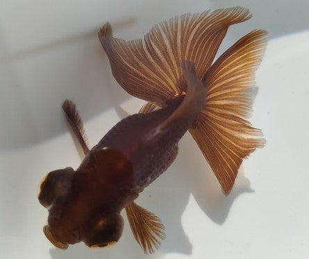 生体加藤産桜錦弐歳魚約7センチ（1匹）らんちゅう/金魚/江戸錦/変わりらんちゅう/きんぎょ/国産金魚【金魚小屋-希-福岡】