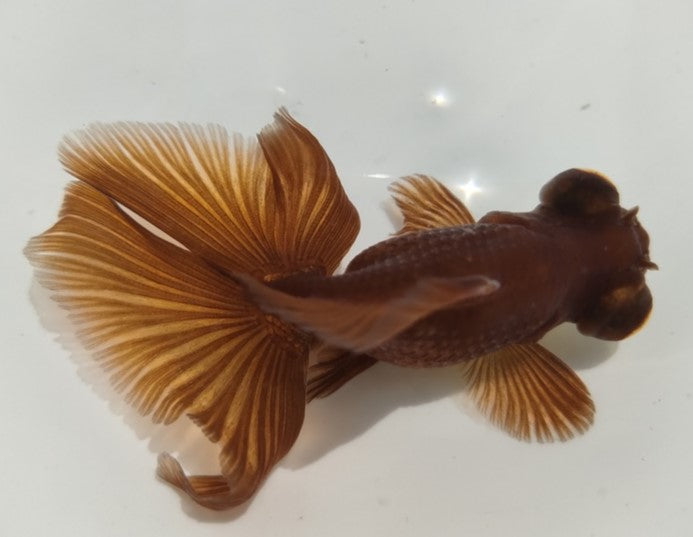 生体加藤産桜錦弐歳魚約7センチ（1匹）らんちゅう/金魚/江戸錦/変わりらんちゅう/きんぎょ/国産金魚【金魚小屋-希-福岡】