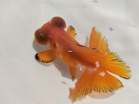 生体加藤産桜錦弐歳魚約7センチ（1匹）らんちゅう/金魚/江戸錦/変わりらんちゅう/きんぎょ/国産金魚【金魚小屋-希-福岡】