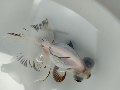 生体加藤産桜錦弐歳魚約7センチ（1匹）らんちゅう/金魚/江戸錦/変わりらんちゅう/きんぎょ/国産金魚【金魚小屋-希-福岡】