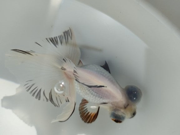 生体加藤産桜錦弐歳魚約7センチ（1匹）らんちゅう/金魚/江戸錦/変わりらんちゅう/きんぎょ/国産金魚【金魚小屋-希-福岡】