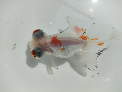 生体加藤産桜錦弐歳魚約7センチ（1匹）らんちゅう/金魚/江戸錦/変わりらんちゅう/きんぎょ/国産金魚【金魚小屋-希-福岡】