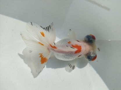 生体加藤産桜錦弐歳魚約7センチ（1匹）らんちゅう/金魚/江戸錦/変わりらんちゅう/きんぎょ/国産金魚【金魚小屋-希-福岡】