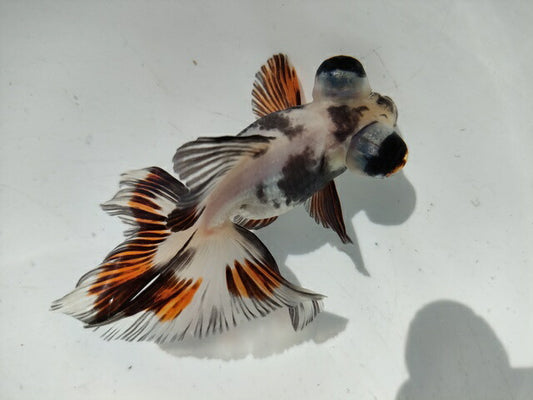 生体加藤産桜錦弐歳魚約7センチ（1匹）らんちゅう/金魚/江戸錦/変わりらんちゅう/きんぎょ/国産金魚【金魚小屋-希-福岡】
