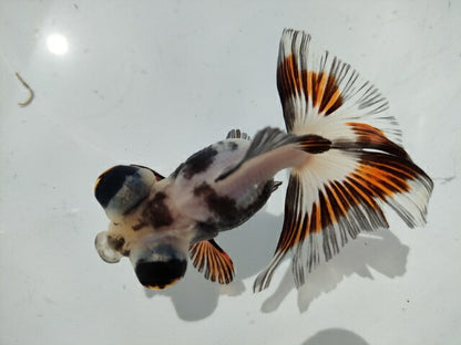 生体加藤産桜錦弐歳魚約7センチ（1匹）らんちゅう/金魚/江戸錦/変わりらんちゅう/きんぎょ/国産金魚【金魚小屋-希-福岡】
