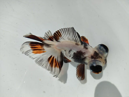 生体加藤産桜錦弐歳魚約7センチ（1匹）らんちゅう/金魚/江戸錦/変わりらんちゅう/きんぎょ/国産金魚【金魚小屋-希-福岡】