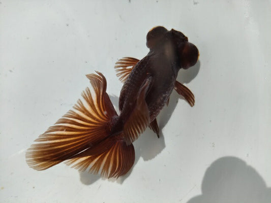 生体加藤産桜錦弐歳魚約7センチ（1匹）らんちゅう/金魚/江戸錦/変わりらんちゅう/きんぎょ/国産金魚【金魚小屋-希-福岡】