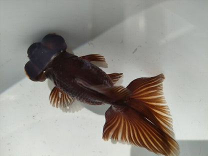 生体加藤産桜錦弐歳魚約7センチ（1匹）らんちゅう/金魚/江戸錦/変わりらんちゅう/きんぎょ/国産金魚【金魚小屋-希-福岡】