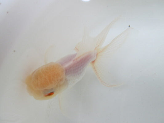 倉庫◆生体（1匹）  東錦 参歳魚  約11センチ　 アズマニシキ/金魚/あずまにしき/高頭/きんぎょ/国産金魚【金魚小屋-希-福岡】
