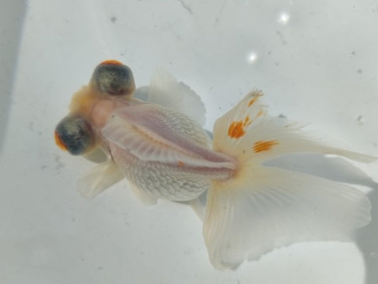 生体加藤産桜錦弐歳魚約7センチ（1匹）らんちゅう/金魚/江戸錦/変わりらんちゅう/きんぎょ/国産金魚【金魚小屋-希-福岡】