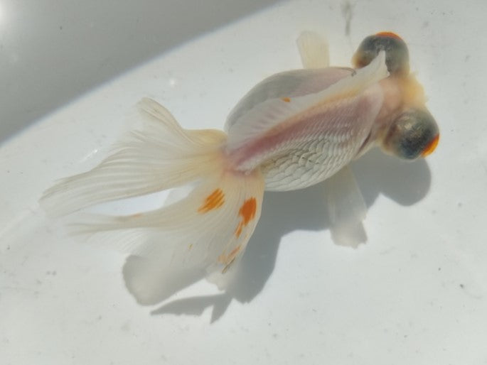 生体加藤産桜錦弐歳魚約7センチ（1匹）らんちゅう/金魚/江戸錦/変わりらんちゅう/きんぎょ/国産金魚【金魚小屋-希-福岡】