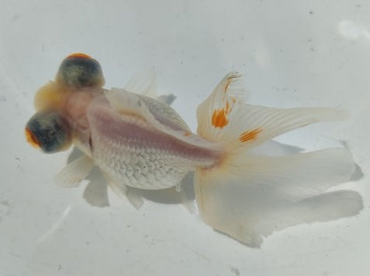 生体加藤産桜錦弐歳魚約7センチ（1匹）らんちゅう/金魚/江戸錦/変わりらんちゅう/きんぎょ/国産金魚【金魚小屋-希-福岡】