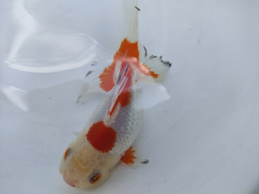 生体加藤産桜錦弐歳魚約7センチ（1匹）らんちゅう/金魚/江戸錦/変わりらんちゅう/きんぎょ/国産金魚【金魚小屋-希-福岡】