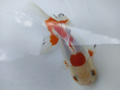 生体加藤産桜錦弐歳魚約7センチ（1匹）らんちゅう/金魚/江戸錦/変わりらんちゅう/きんぎょ/国産金魚【金魚小屋-希-福岡】