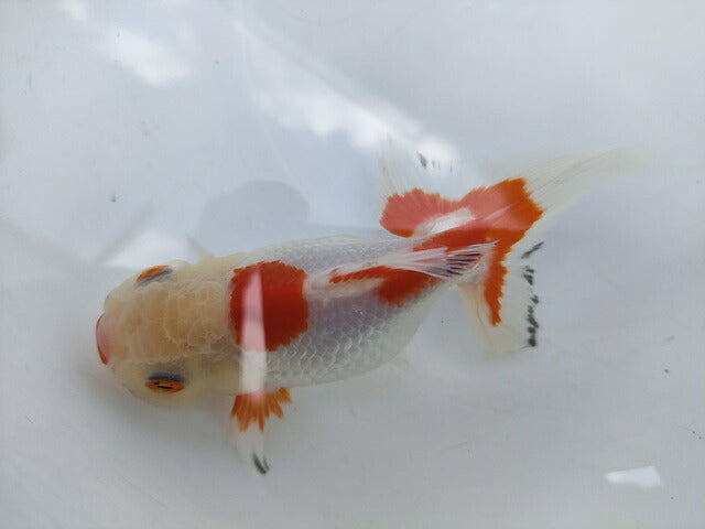 生体加藤産桜錦弐歳魚約7センチ（1匹）らんちゅう/金魚/江戸錦/変わりらんちゅう/きんぎょ/国産金魚【金魚小屋-希-福岡】