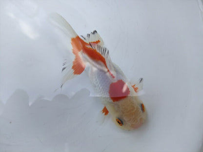 生体加藤産桜錦弐歳魚約7センチ（1匹）らんちゅう/金魚/江戸錦/変わりらんちゅう/きんぎょ/国産金魚【金魚小屋-希-福岡】